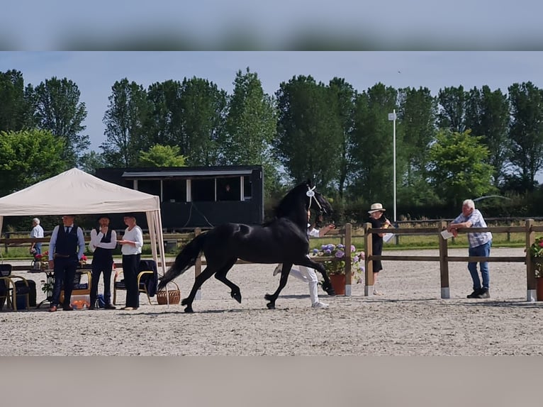 Fries paard Merrie 5 Jaar 165 cm Zwart in Dormagen