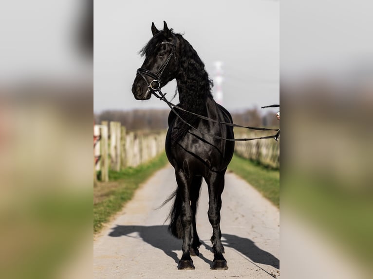 Fries paard Merrie 5 Jaar 165 cm Zwart in Dormagen