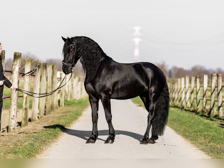 Fries paard Merrie 5 Jaar 165 cm Zwart in Dormagen