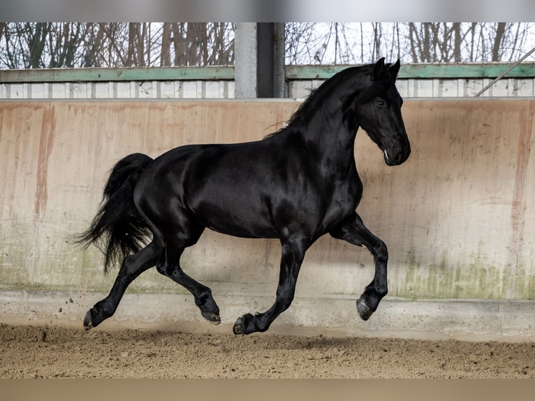 Fries paard Merrie 5 Jaar 165 cm Zwart in Dormagen