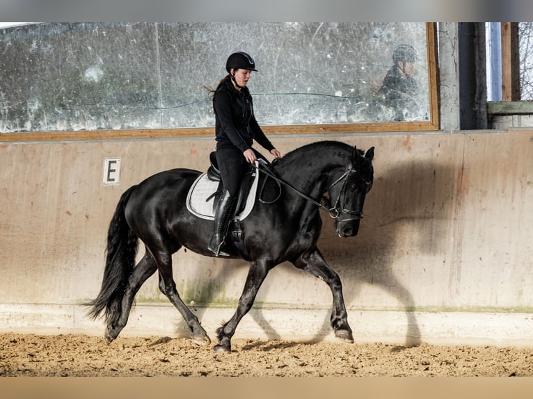 Fries paard Merrie 5 Jaar 165 cm Zwart in Dormagen