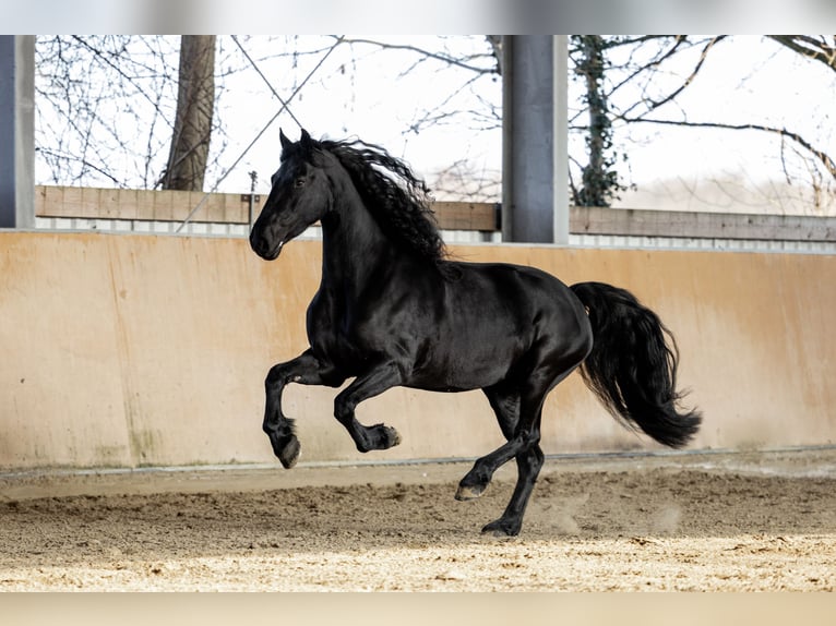 Fries paard Merrie 5 Jaar 165 cm Zwart in Dormagen