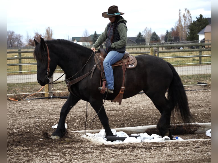 Fries paard Merrie 5 Jaar 165 cm Zwart in Hamilton, MT