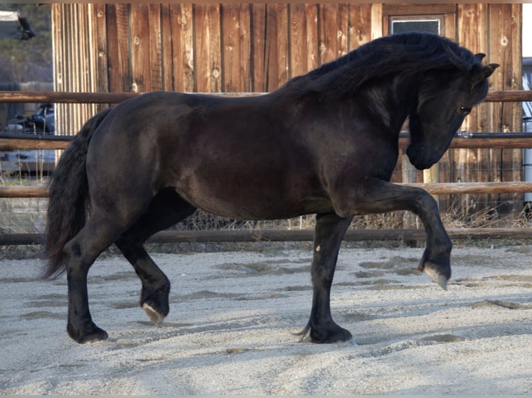 Fries paard Merrie 5 Jaar 165 cm Zwart in Hamilton, MT