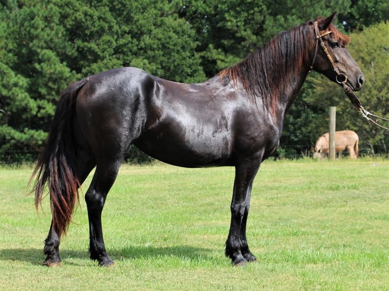 Fries paard Merrie 5 Jaar 165 cm Zwart in Donalds, SC