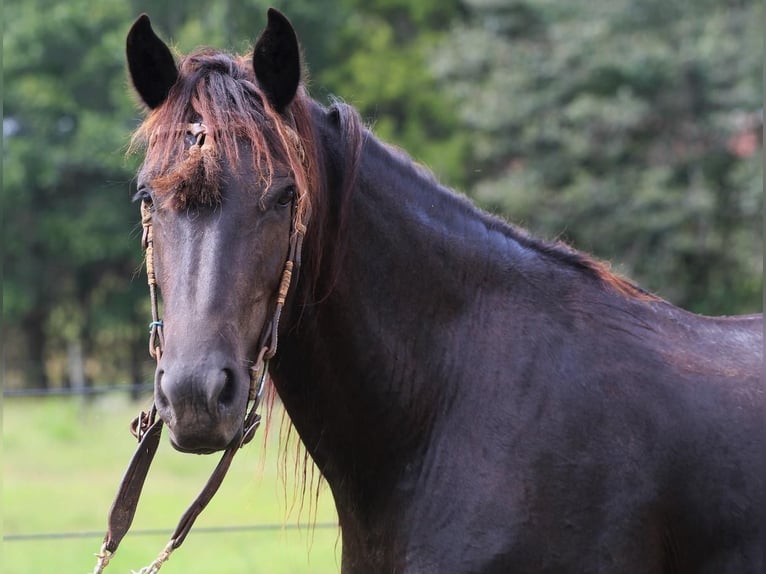 Fries paard Merrie 5 Jaar 165 cm Zwart in Donalds, SC
