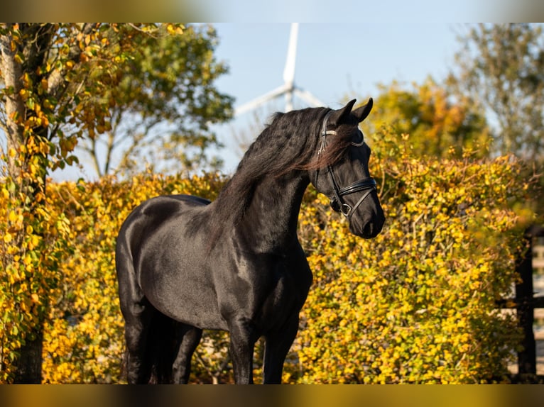 Fries paard Merrie 5 Jaar 166 cm Zwart in Harlingen