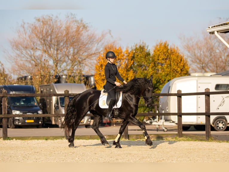 Fries paard Merrie 5 Jaar 166 cm Zwart in Harlingen