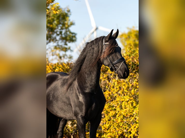 Fries paard Merrie 5 Jaar 166 cm Zwart in Harlingen