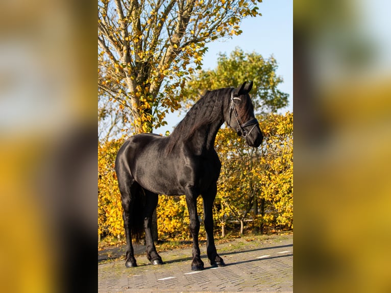 Fries paard Merrie 5 Jaar 166 cm Zwart in Harlingen