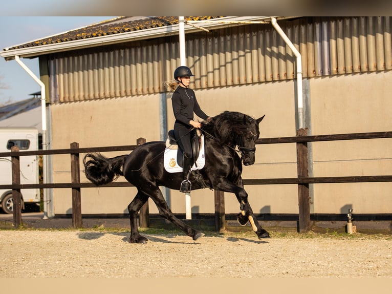 Fries paard Merrie 5 Jaar 166 cm Zwart in Harlingen