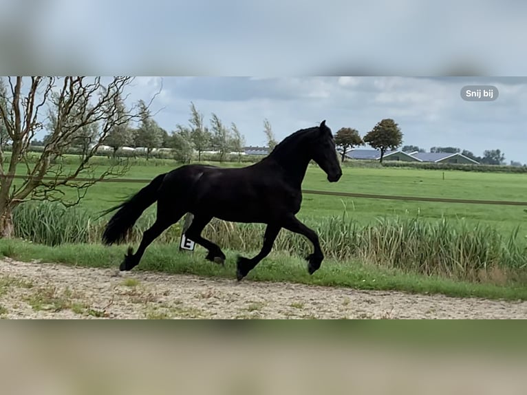 Fries paard Merrie 5 Jaar 166 cm Zwart in Nes