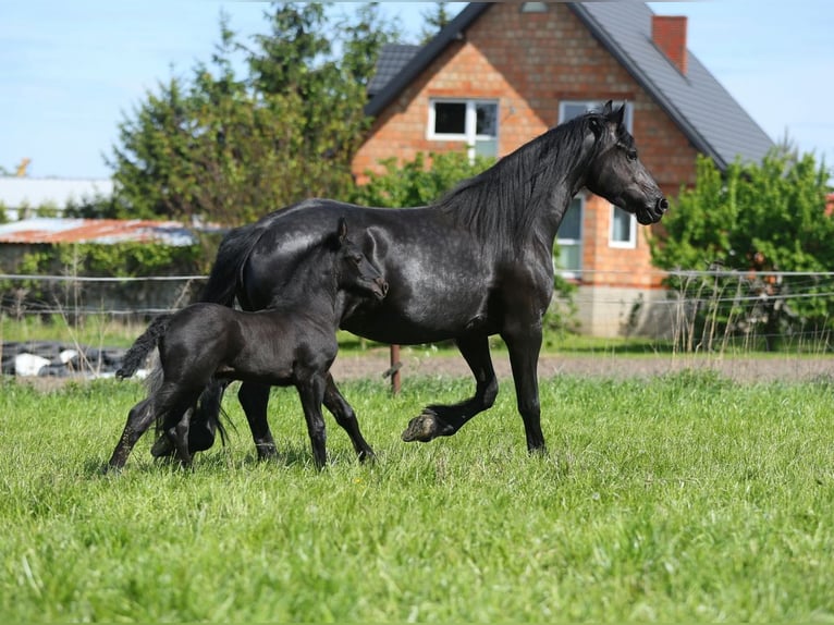 Fries paard Merrie 5 Jaar 167 cm in JEZOW