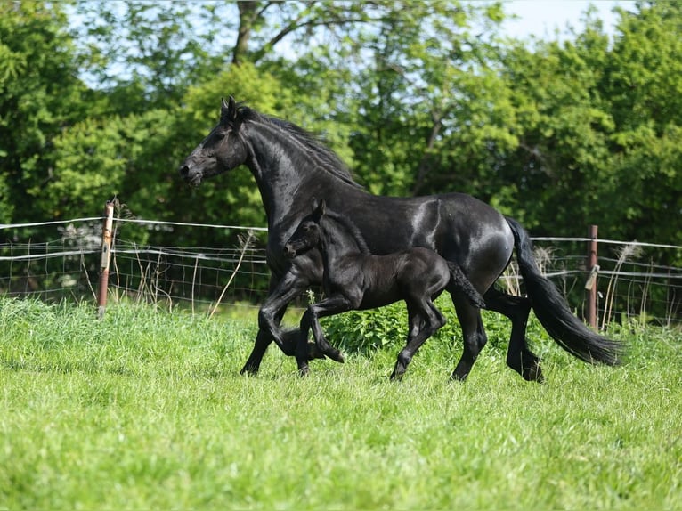 Fries paard Merrie 5 Jaar 167 cm in JEZOW