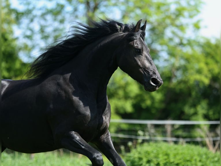 Fries paard Merrie 5 Jaar 167 cm in JEZOW