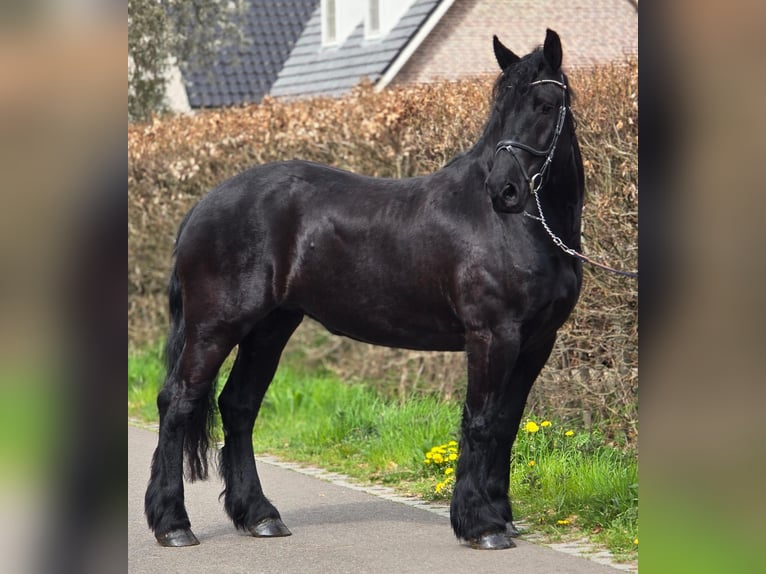 Fries paard Merrie 5 Jaar 167 cm Zwart in Someren