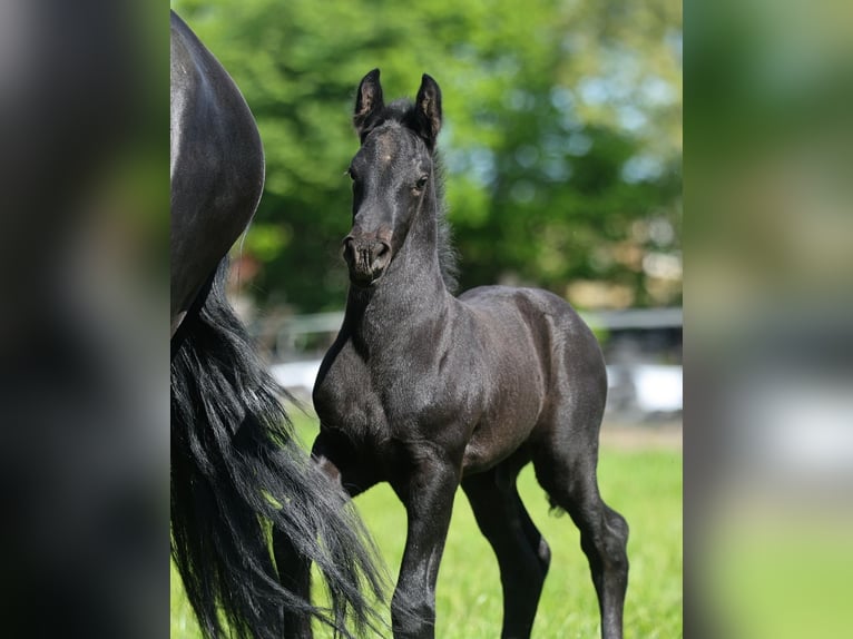 Fries paard Merrie 5 Jaar 167 cm Zwart in JEZOW