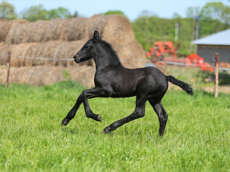 Fries paard Merrie 5 Jaar 167 cm Zwart in JEZOW