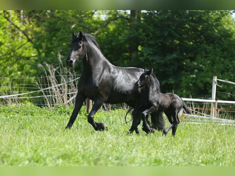 Fries paard Merrie 5 Jaar 167 cm Zwart in JEZOW