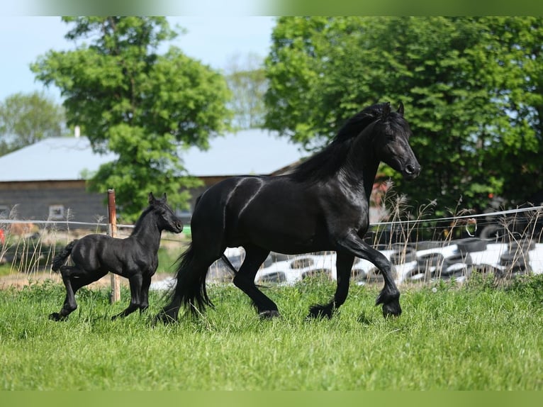 Fries paard Merrie 5 Jaar 167 cm Zwart in JEZOW