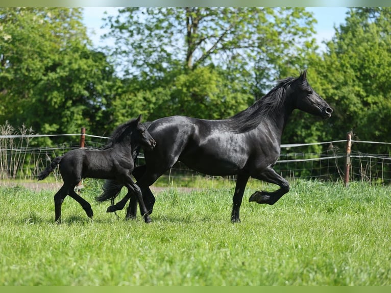 Fries paard Merrie 5 Jaar 167 cm Zwart in JEZOW