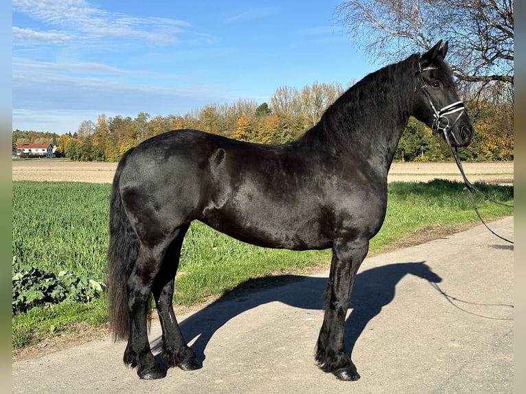 Fries paard Merrie 5 Jaar 167 cm Zwart in Riedlingen