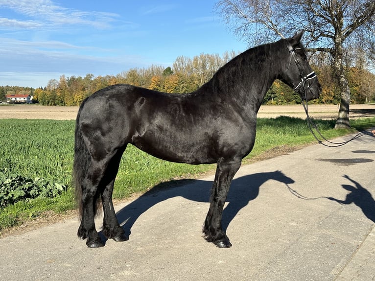 Fries paard Merrie 5 Jaar 167 cm Zwart in Riedlingen