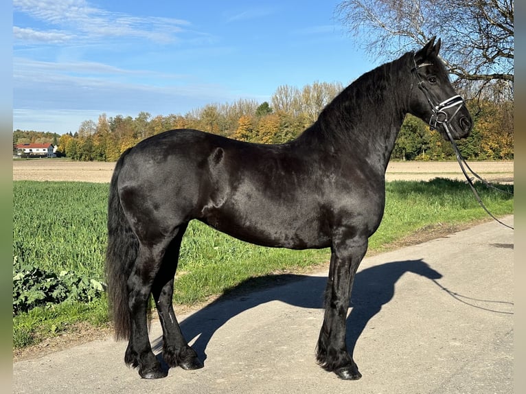 Fries paard Merrie 5 Jaar 167 cm Zwart in Riedlingen