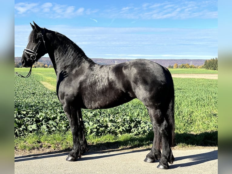 Fries paard Merrie 5 Jaar 167 cm Zwart in Riedlingen