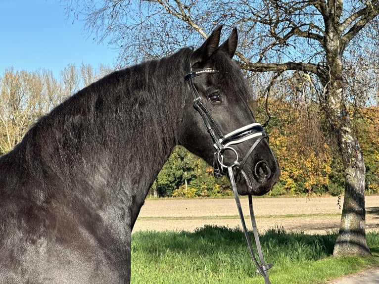 Fries paard Merrie 5 Jaar 167 cm Zwart in Riedlingen