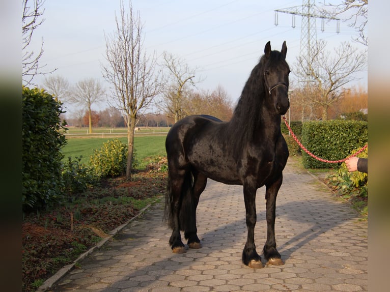 Fries paard Merrie 5 Jaar 167 cm Zwart in Valkenswaard