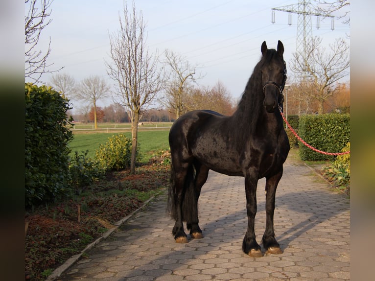 Fries paard Merrie 5 Jaar 167 cm Zwart in Valkenswaard