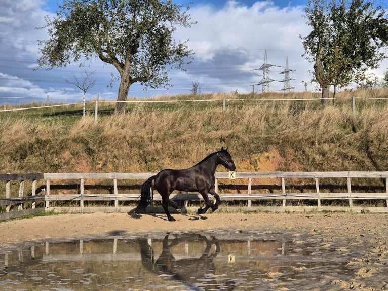 Fries paard Merrie 5 Jaar 167 cm Zwartbruin in Hofheim am Taunus