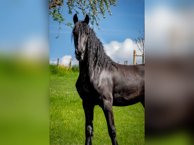 Fries paard Merrie 5 Jaar 167 cm Zwartbruin in Hofheim am Taunus