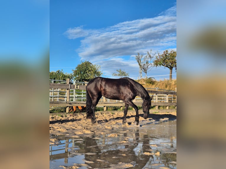 Fries paard Merrie 5 Jaar 167 cm Zwartbruin in Hofheim am Taunus