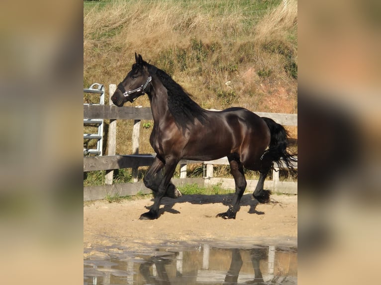 Fries paard Merrie 5 Jaar 167 cm Zwartbruin in Hofheim am Taunus