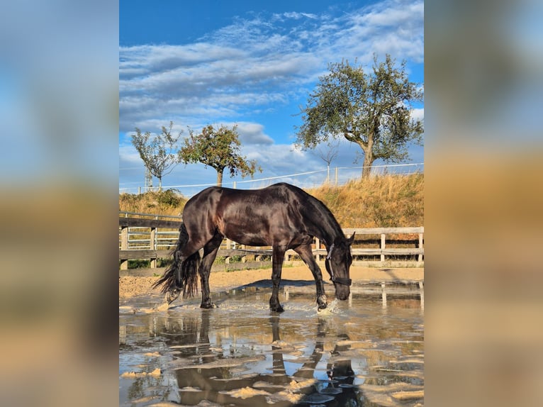 Fries paard Merrie 5 Jaar 167 cm Zwartbruin in Hofheim am Taunus