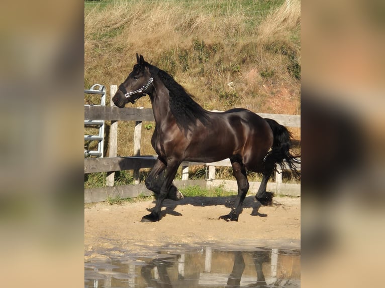 Fries paard Merrie 5 Jaar 167 cm Zwartbruin in Hofheim am Taunus