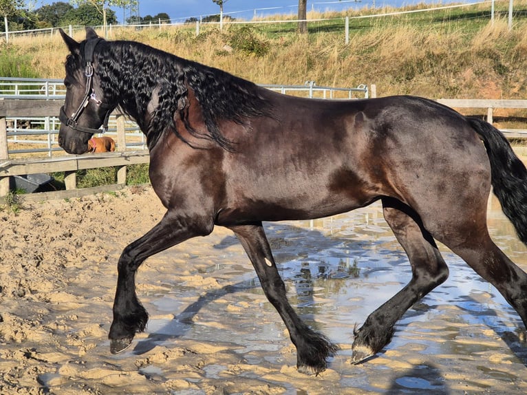 Fries paard Merrie 5 Jaar 167 cm Zwartbruin in Hofheim am Taunus