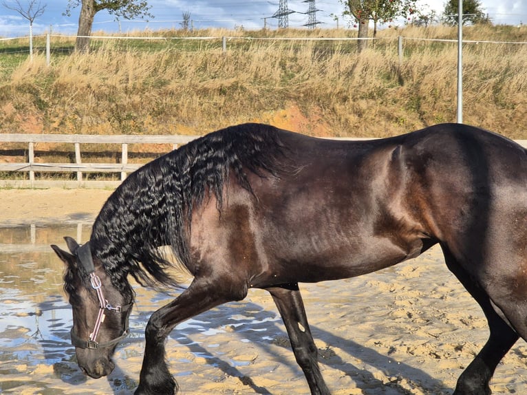 Fries paard Merrie 5 Jaar 167 cm Zwartbruin in Hofheim am Taunus