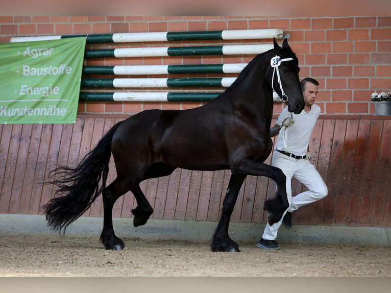 Fries paard Merrie 5 Jaar 167 cm Zwartbruin in Hofheim am Taunus