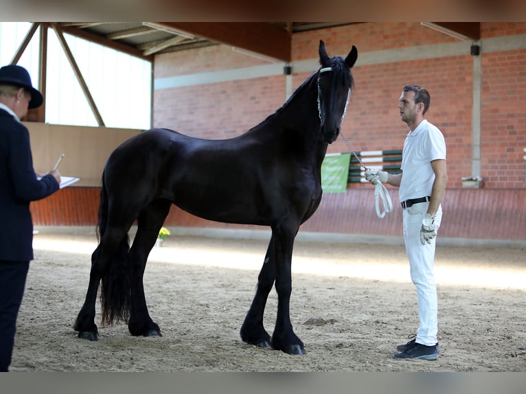 Fries paard Merrie 5 Jaar 167 cm Zwartbruin in Hofheim am Taunus