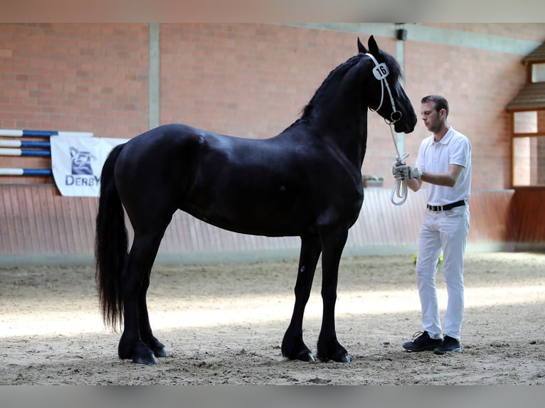 Fries paard Merrie 5 Jaar 167 cm Zwartbruin in Hofheim am Taunus