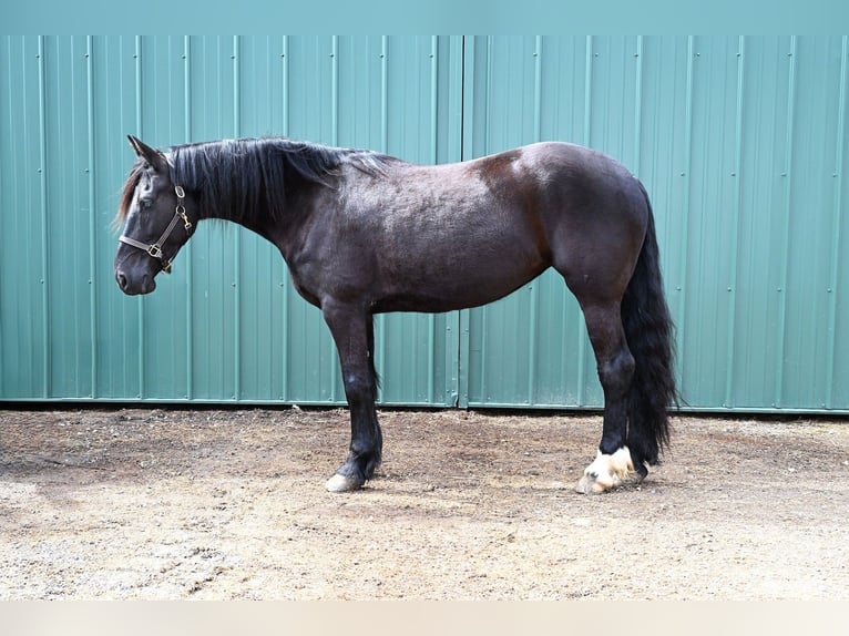 Fries paard Mix Merrie 5 Jaar 168 cm Zwart in Warsaw