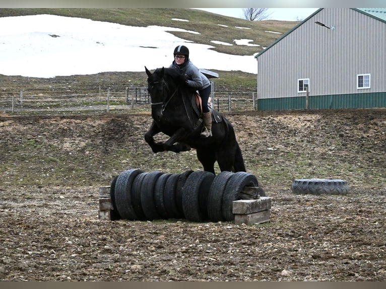 Fries paard Mix Merrie 5 Jaar 168 cm Zwart in Warsaw
