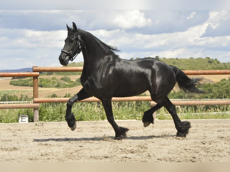 Fries paard Merrie 5 Jaar 170 cm Zwart in Ochtendung