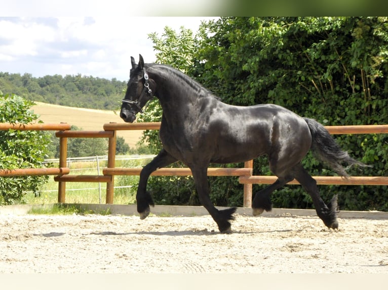 Fries paard Merrie 5 Jaar 170 cm Zwart in Ochtendung