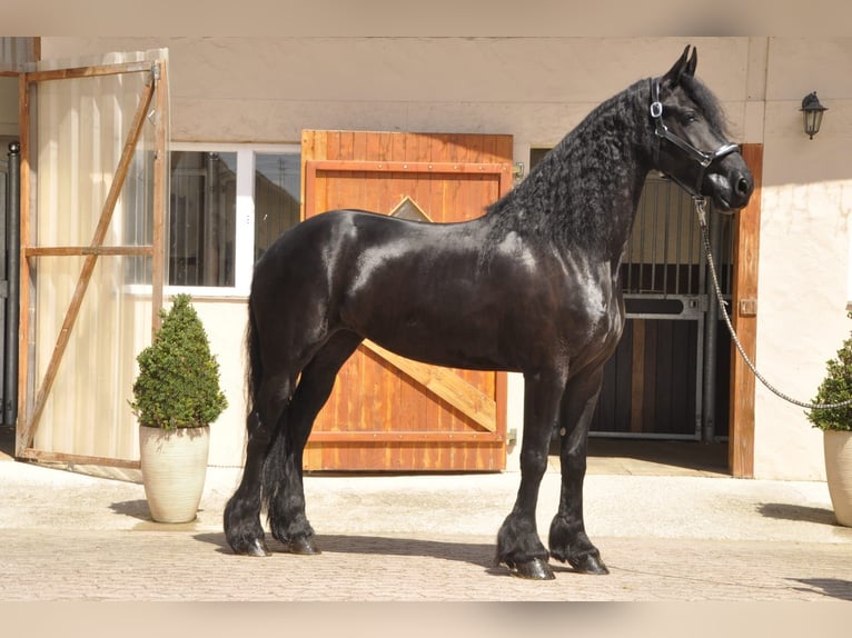 Fries paard Merrie 5 Jaar 170 cm Zwart in Ochtendung