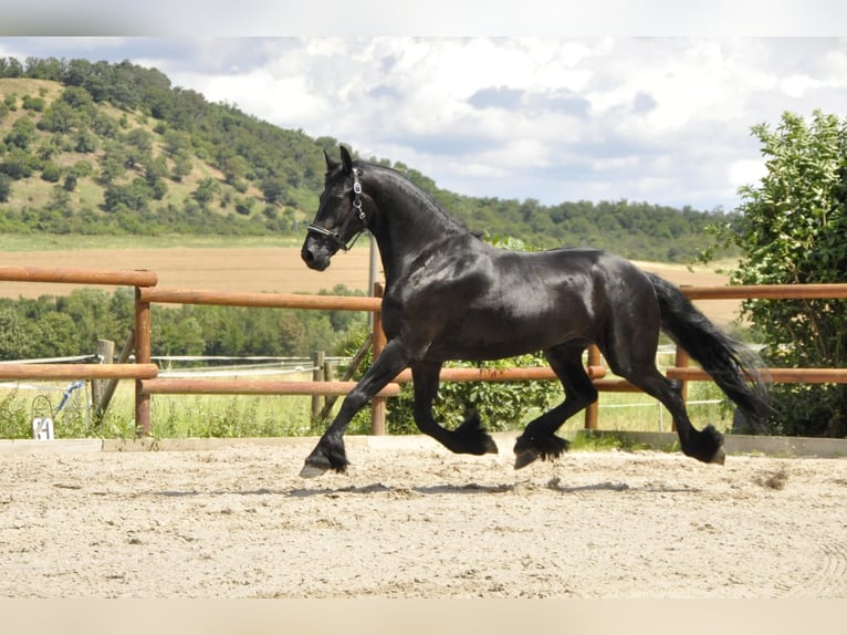 Fries paard Merrie 5 Jaar 170 cm Zwart in Ochtendung