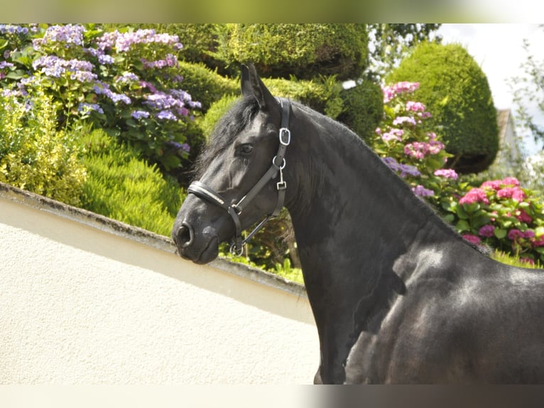 Fries paard Merrie 5 Jaar 170 cm Zwart in Ochtendung